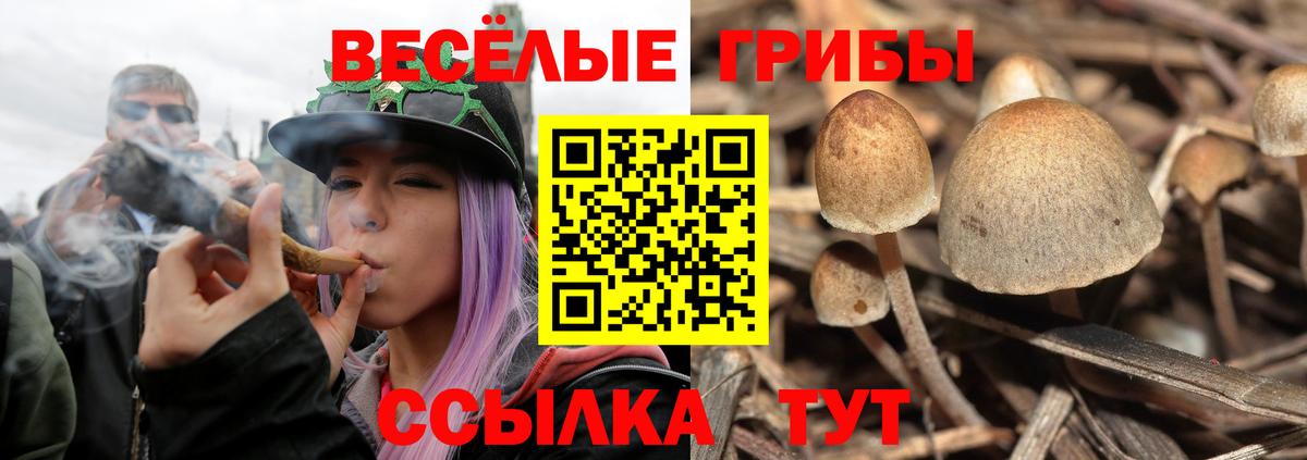 Протвино  хочу   Вход с VPN  Псилоцибиновые грибы мухоморы 